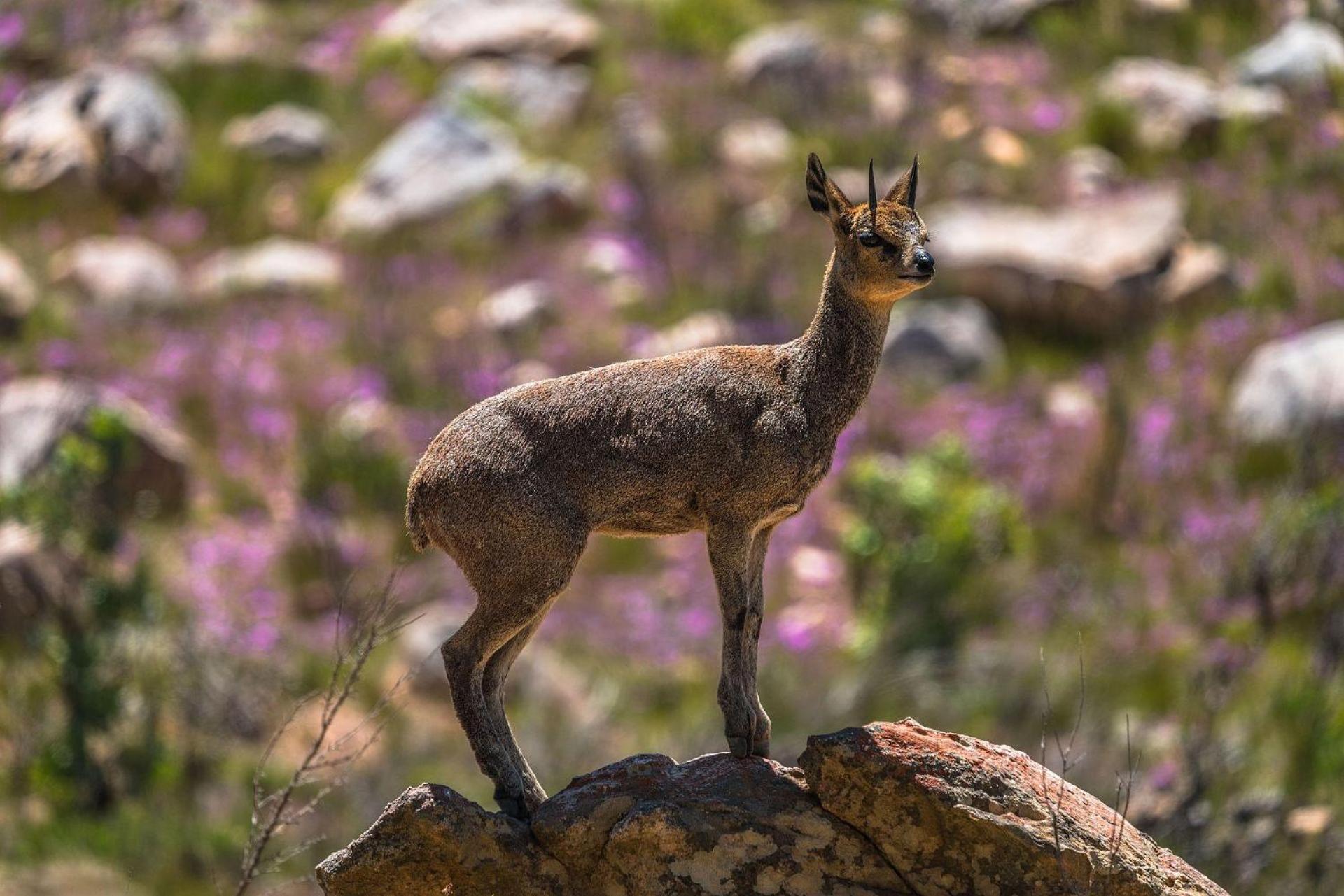 Simbavati Cederberg Ridge Clanwilliam Exterior foto