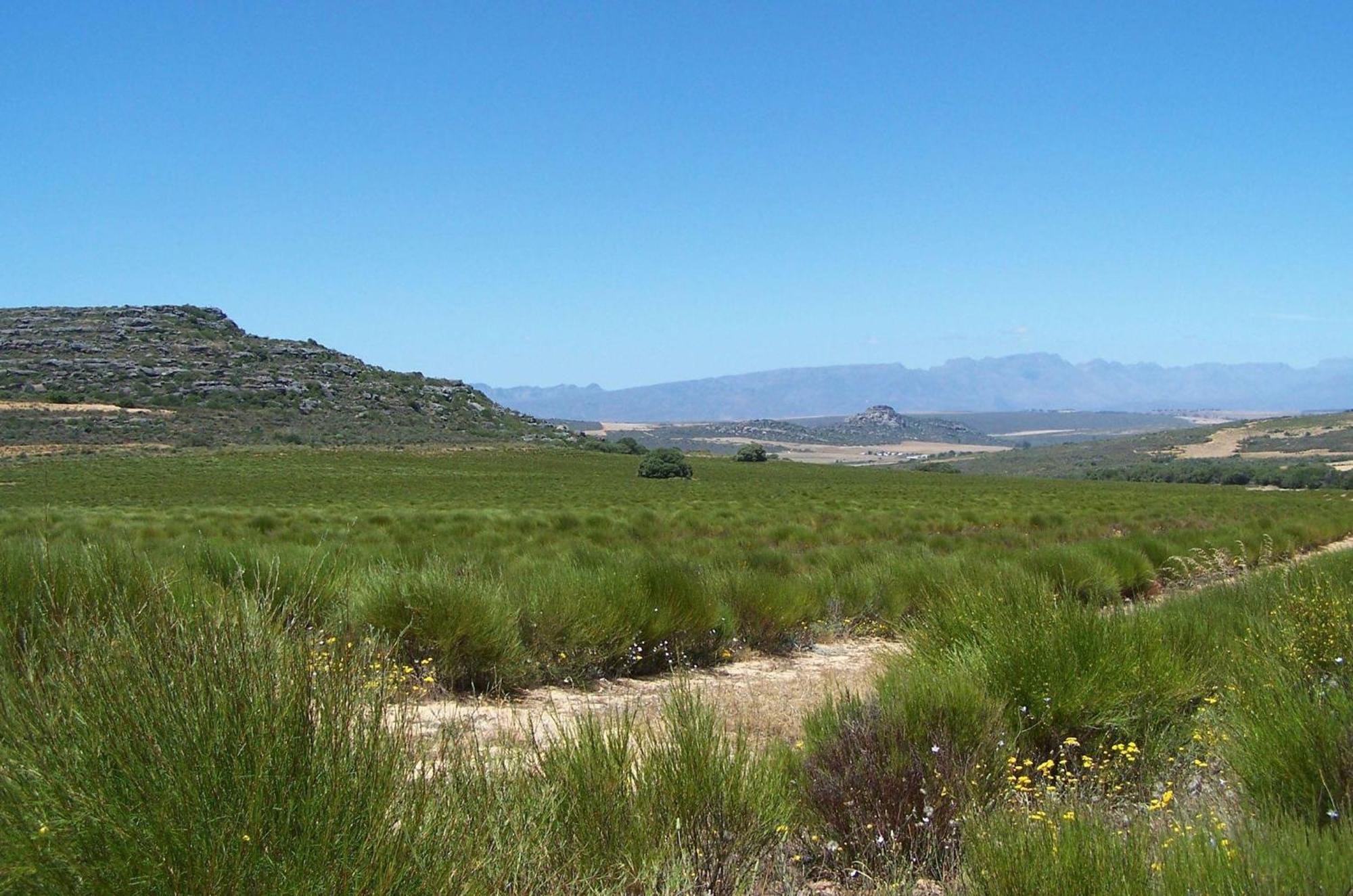 Simbavati Cederberg Ridge Clanwilliam Exterior foto